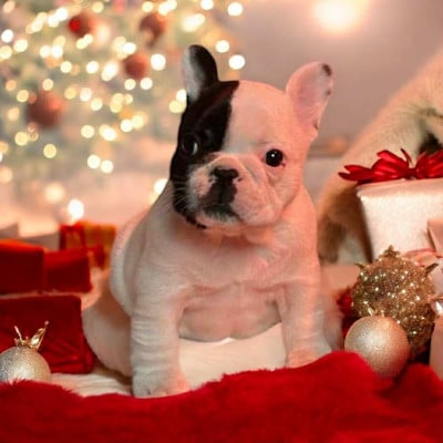 Les chiots de Bouledogue français