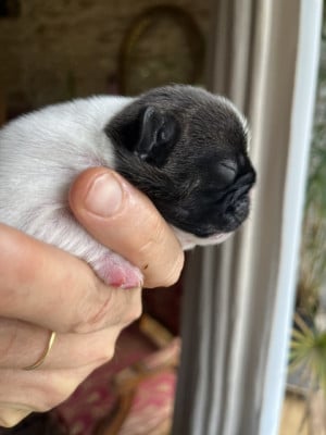 Les chiots de Bouledogue français