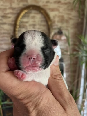 Les chiots de Bouledogue français