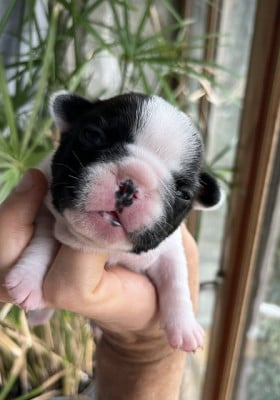 Les chiots de Bouledogue français