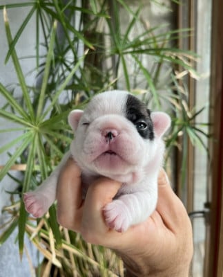 Les chiots de Bouledogue français