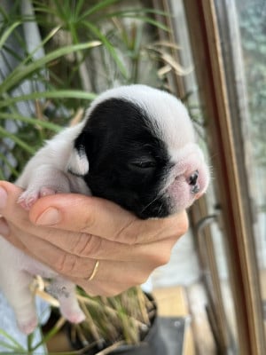 Les chiots de Bouledogue français