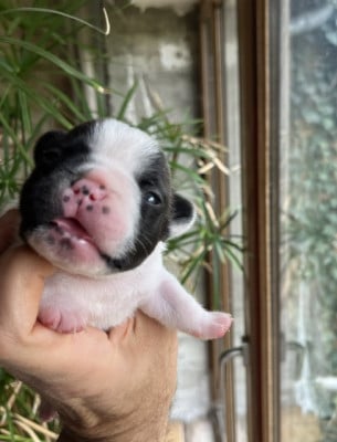 Les chiots de Bouledogue français