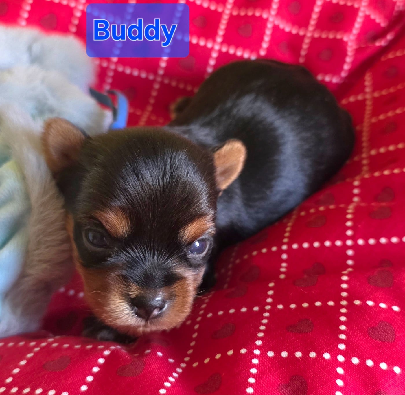 Buddy