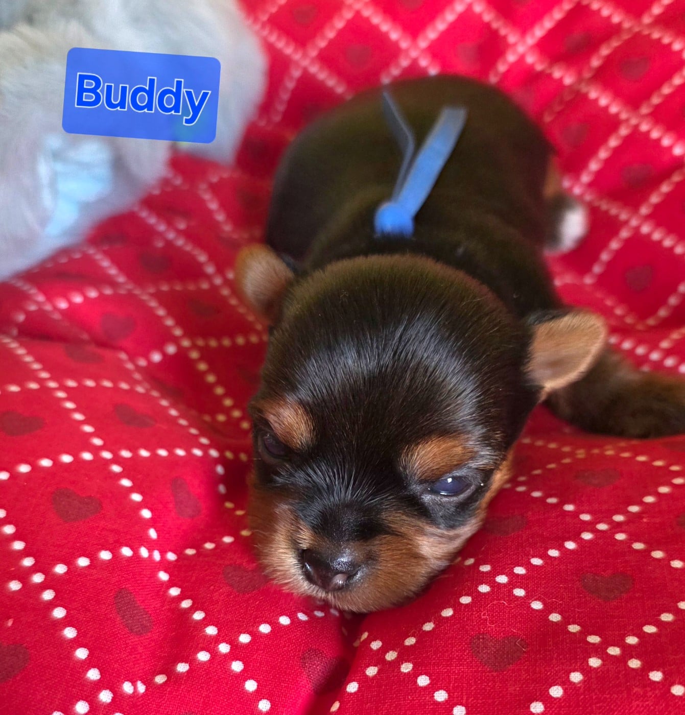 Buddy