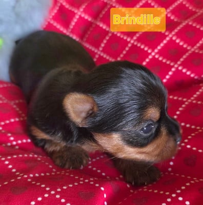 Les chiots de Yorkshire Terrier