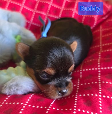 Les chiots de Yorkshire Terrier