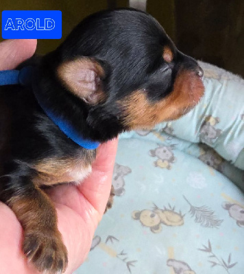 Les chiots de Yorkshire Terrier