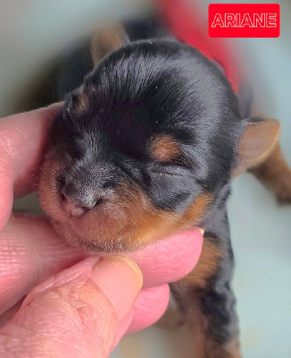 Les chiots de Yorkshire Terrier