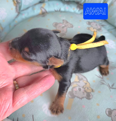 Les chiots de Yorkshire Terrier