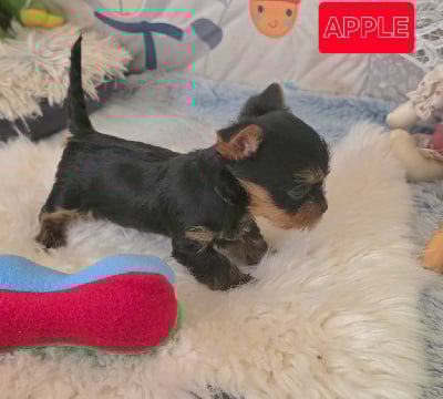 Les chiots de Yorkshire Terrier