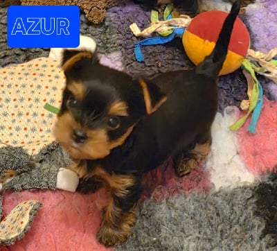 Les chiots de Yorkshire Terrier