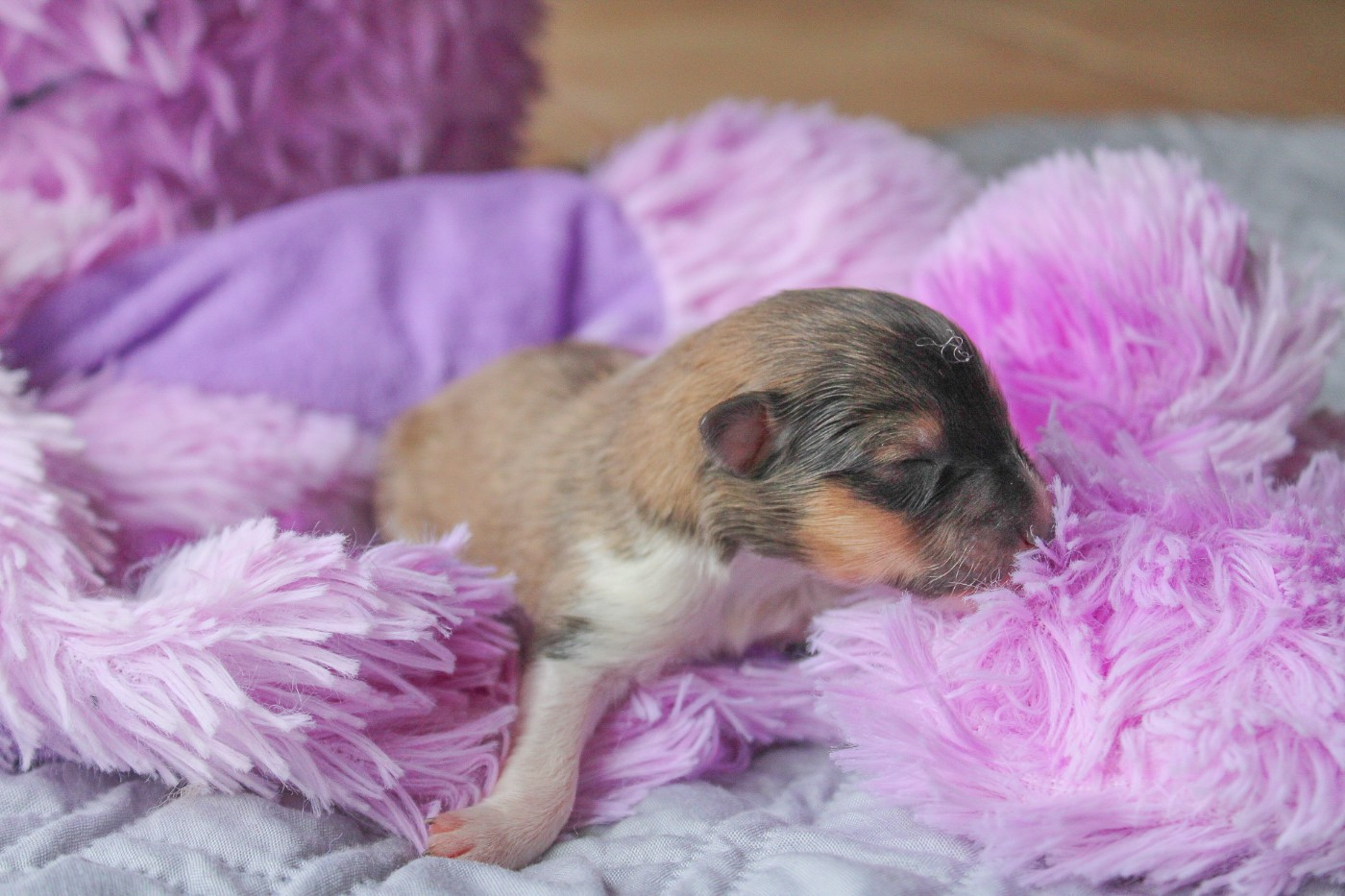 Billie Jean - Shetland Sheepdog
