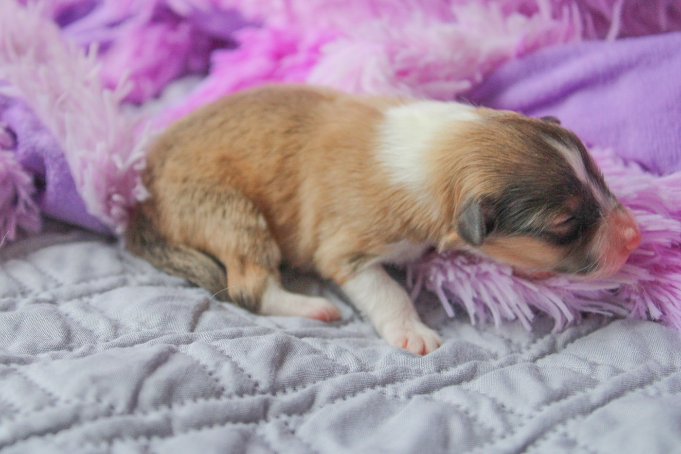 Because You Love - Shetland Sheepdog