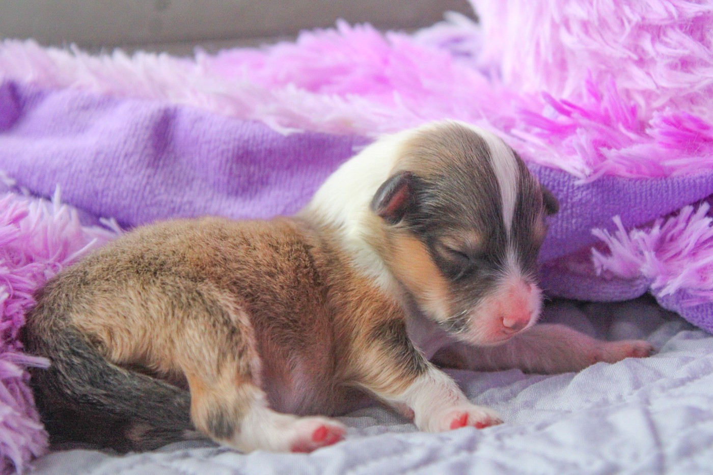 Baby One More Time - Shetland Sheepdog