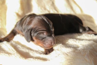 Les chiots de Teckel poil long
