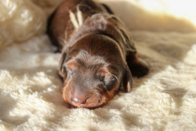 Les chiots de Teckel poil long