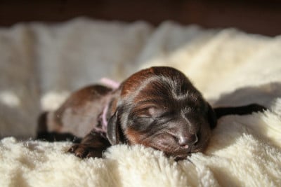 Les chiots de Teckel poil long