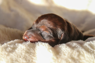 Les chiots de Teckel poil long