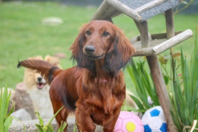 Les chiots de Teckel poil long