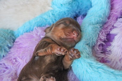 Les chiots de Teckel poil long
