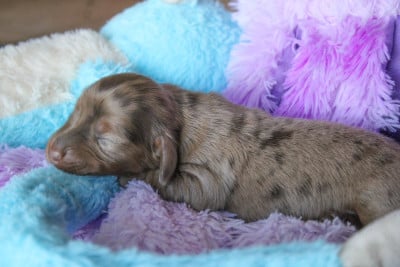 Les chiots de Teckel poil long