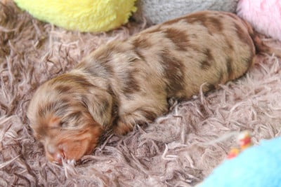 Les chiots de Teckel poil long