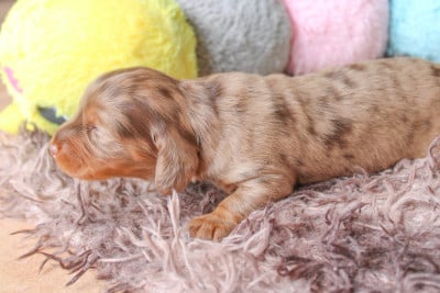 Les chiots de Teckel poil long