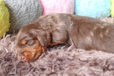 Les chiots de Teckel poil long