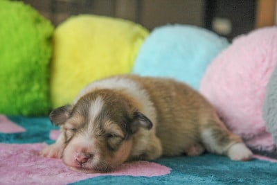 Les chiots de Shetland Sheepdog