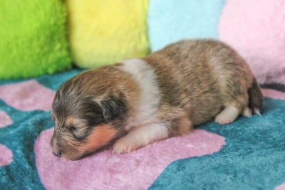 Les chiots de Shetland Sheepdog