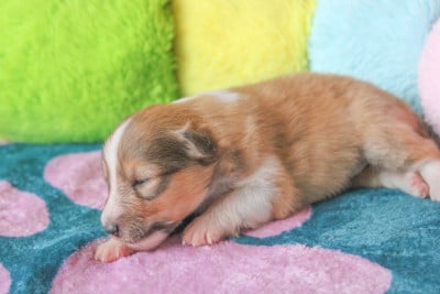 Les chiots de Shetland Sheepdog
