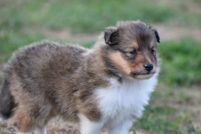 Les chiots de Shetland Sheepdog