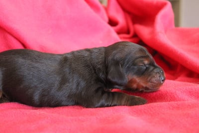 Les chiots de Teckel poil long