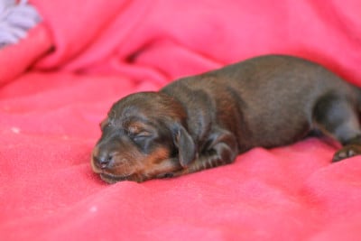 Les chiots de Teckel poil long