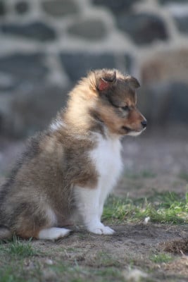 Les chiots de Shetland Sheepdog