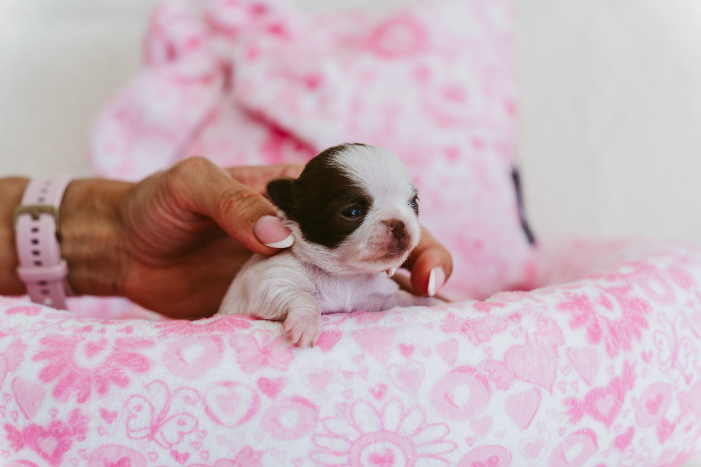 BABY BELLISSIMA