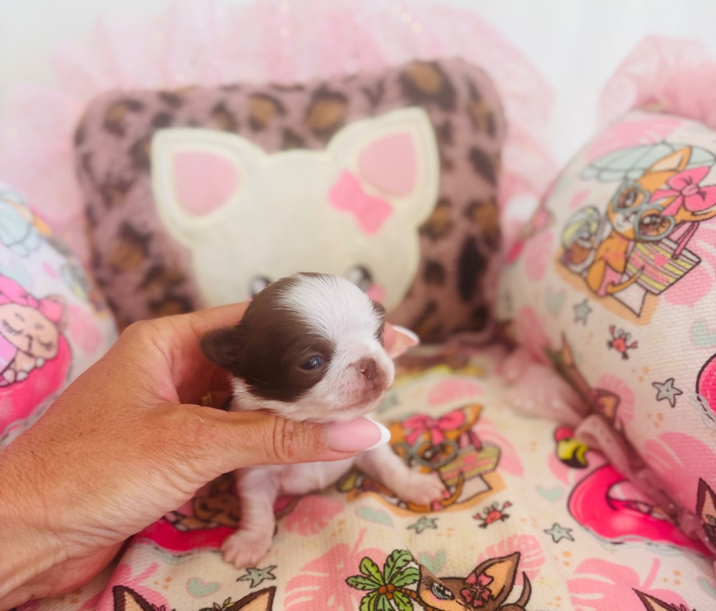 BABY BELLISSIMA