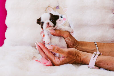 BABY BAMBI