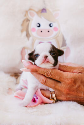 BABY BAMBI