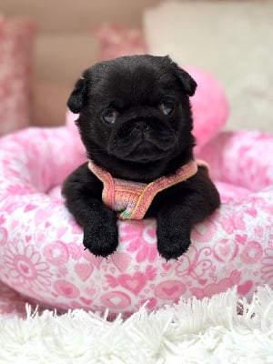 Les chiots de Carlin