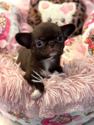 Les chiots de Chihuahua