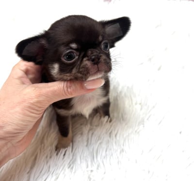 Les chiots de Chihuahua