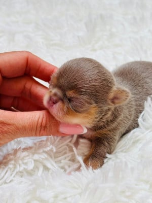 Les chiots de Chihuahua