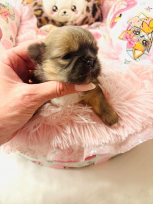 Les chiots de Chihuahua