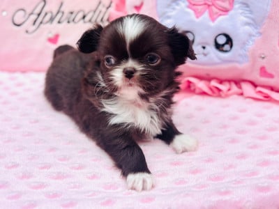 Les chiots de Chihuahua