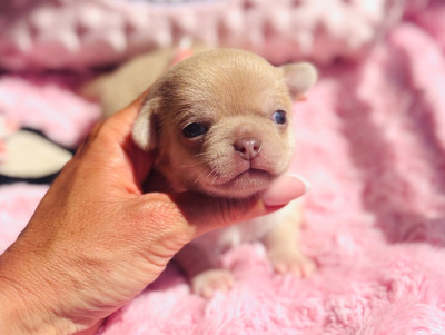 Les chiots de Chihuahua