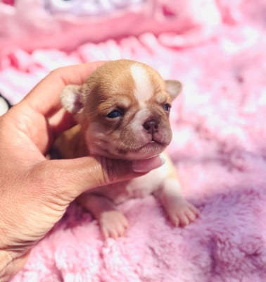 Les chiots de Chihuahua