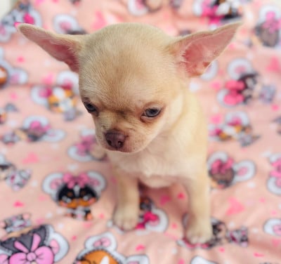 Les chiots de Chihuahua