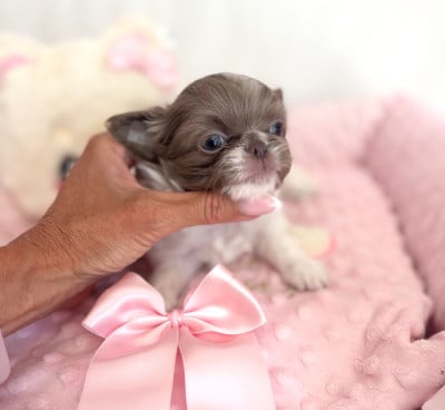 Les chiots de Chihuahua